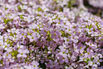 Alpine rezuha ( Arabis arendsii ) sort Rosabella in spring garden