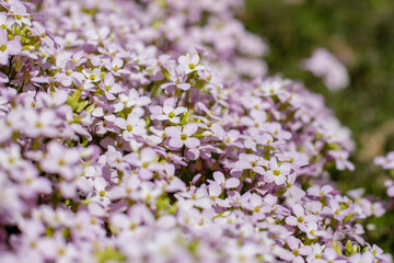 Alpine rezuha ( Arabis arendsii ) sort Rosabella in spring garden