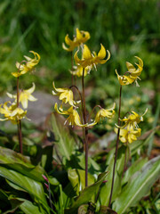 Erythronium hybridum Pagoda- the plant blooms yellow flowers in the spring in the garden