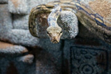 Closeup shot of a boa constrictor snake slithering on a rock wall