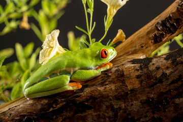 A tree frog is any species of frog that spends a major portion of its lifespan in trees, known as an arboreal state. Red eyed tree frog