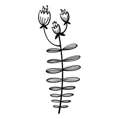 hand drawn floral flower element