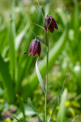 Bee on flower of Fritillaria montana Hoppe in spring garden close up