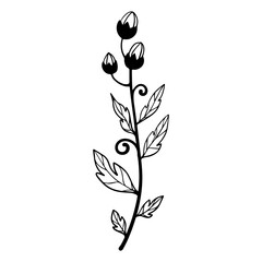 hand drawn floral flower element
