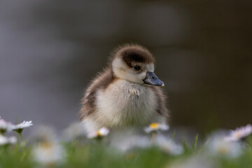 Closeup shot of a little Egyptian Goose Gosling on the grass
