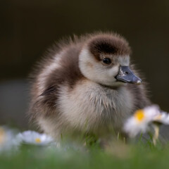 Shot of a little Egyptian Goose Gosling walking on the grass