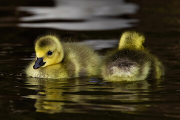 Closeup shot of two little Egyptian Gooses Goslings in the water