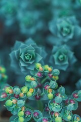 Vertical shot of Milkweed myrtle plants against blur background