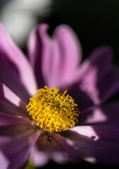 Closeup vertical shot of purple flower in bloom against blur background