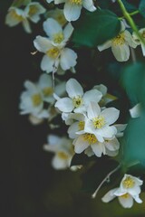 Vertical shot of Jasmine blossoms against blur background