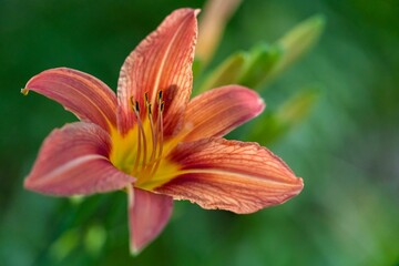 Fototapeta na wymiar Closeup shot of Daylily flower in bloom against blur background