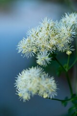 Vertical shot of white Cornflowers blooming against blur background