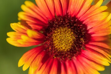 Closeup shot of Gaillardia flower in bloom against blur background