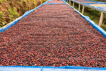 selective focus, raw coffee beans, coffee drying process on shelf natural sunlight plantation at...