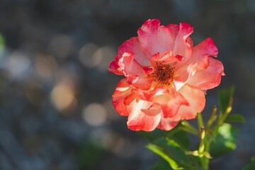 Fototapeta na wymiar Closeup shot of beautiful flower in bloom against bokeh background