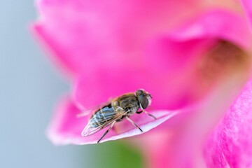 Macro shot of bee on pink flower under sunlight