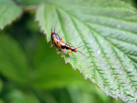 earwig on a leaf