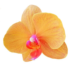 Fototapeta na wymiar Single orange orchid (Phalaenopsis Long Apollo), png file transparent.