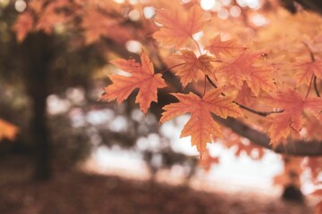 Closeup of autumn leaves of tree