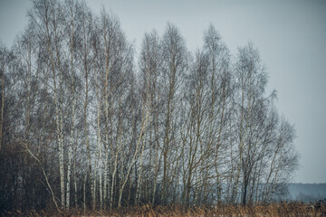 winter landscape in the countryside