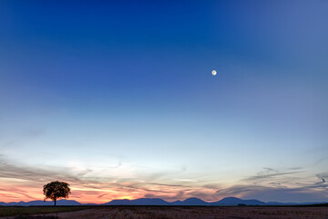 Obraz na płótnie Canvas Lonely tree with mountains at dusk, Pfalz, Germany