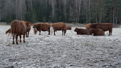 Fototapeta na wymiar View of cows grazing in a snowy field on a winter day