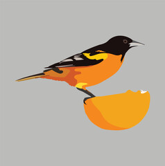 A Colorful Bird  is eating fruit