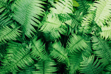 Closeup of fern plants in nature.