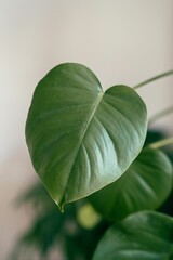 Closeup shot of a a philodendron plant leaf © Tomáš Hustoles/Wirestock Creators