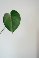 Closeup shot of a a philodendron plant leaf with a white wall background