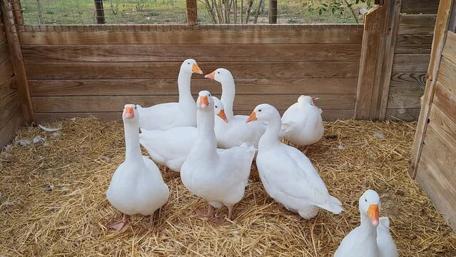 Group of geese inside a barn