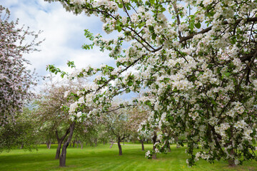 Fototapeta na wymiar White apple trees blooming garden - spring bright green horizontal background