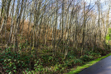 Early Spring Trail Trees 3