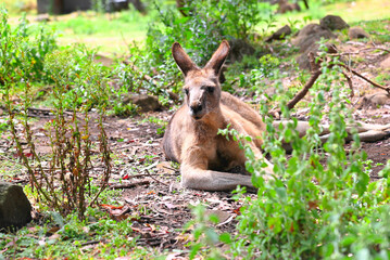 Kangaroos.Tasmania. Australia.