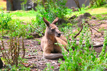Kangaroos.Tasmania. Australia.