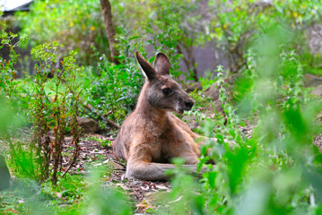 Kangaroos.Tasmania. Australia.