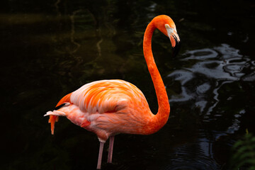 Bright red flamingo bird standing in profile in shallow dark water, Fort Lauderdale, Florida, USA