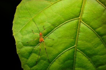 Closeup of a bush crickets, tettigoniidae on a green leaf