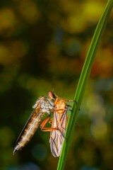 Vertical closeup of a Dasypogoninae robber fly on a long green leaf against a blurred background