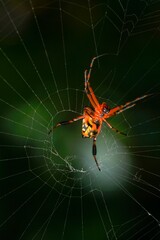 Vertical closeup of a Leucauge spider, long-jawed orb weaver on a spider web