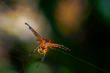Closeup of a Leucauge spider, long-jawed orb weaver on a spider web against a blurred background