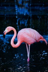 Vertical closeup of a beautiful pink American flamingo, Phoenicopterus ruber standing in a lake