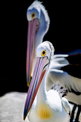 Vertical closeup of Australian pelicans, Pelecanus conspicillatus with big colorful beaks