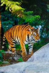 Vertical closeup of a Bengal tiger walking with its eyes on the prey captured in wilderness