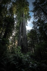 Fototapeta premium Forest surrounded by dense trees