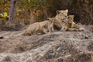 Fototapeta na wymiar lion cub and lioness In wild