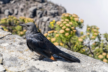 Fototapeta premium Red Winged Starling on stone at Table Mountain, Cape Town