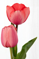 Freshly cut red orange tulips in a clear glass vase.