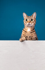 Cute tabby cat standing behind white message board on a blue background. Copy space for your text. - 582512696