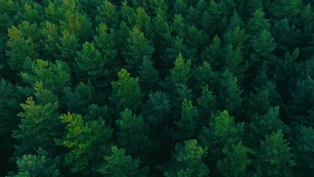 Drone flight over the forest, trees during the setting sun. Aerial view of trees, forest. Beautiful forest seen from the drone, green trees.